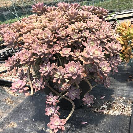 精品老桩悬崖桩阿伦培阳台室内夏季好养新手生好养稀有多肉植物