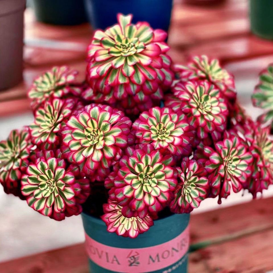 万圣节绿多肉植物法师多肉植物