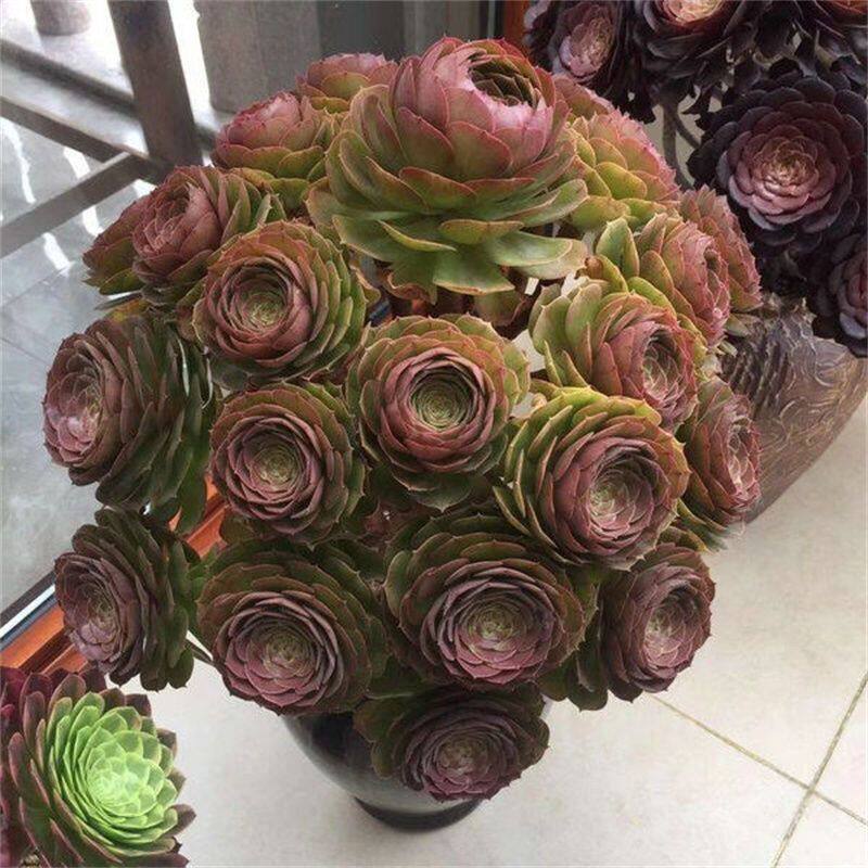 法师多肉植物盆栽老桩多头群生缀化大颗巨型大颗木质粗桩造型清仓