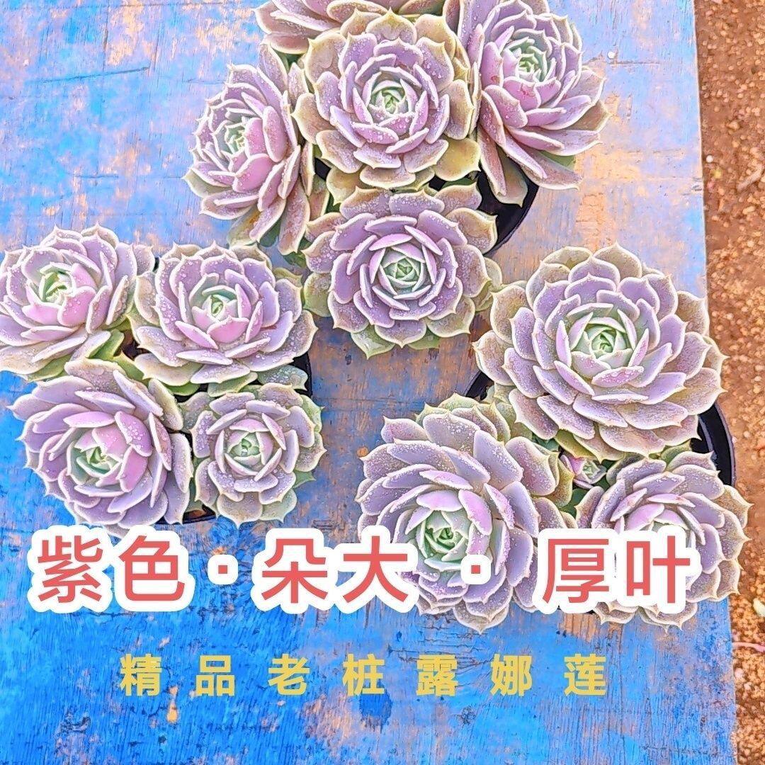 露娜莲贵货多头群生多肉植物老桩盆栽肉肉新手办公室创意高颜值