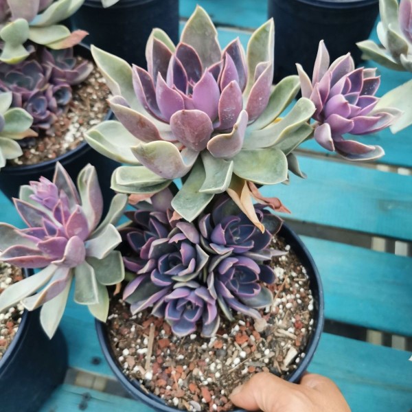 精品琼斯多肉植物花奔新品贵货阳台办公室包邮皮实好养易度夏