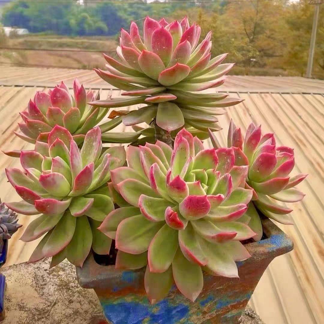 乔伊多肉植物大颗盆栽室外阳台露养爆款高颜值新手好养活懒人多肉