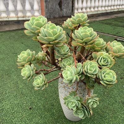 碧桃多肉植物老桩群生办公室迷你盆栽绿植阳台新手好养肉肉