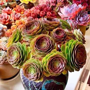 黑法师多肉植物老桩超大多头喜阳光组合绿植盆