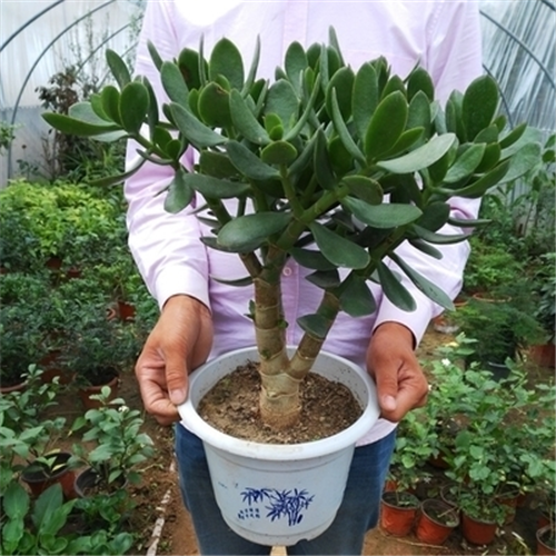 红边多肉玉树大叶老桩超大盆栽耐寒耐旱室内阳台办公桌摆绿植包邮