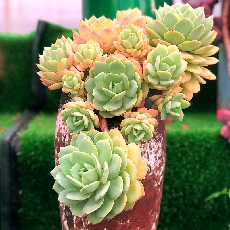 恋曲多肉植物群生组合盆栽花卉多头精品老桩绿植新手老桩多肉阳台
