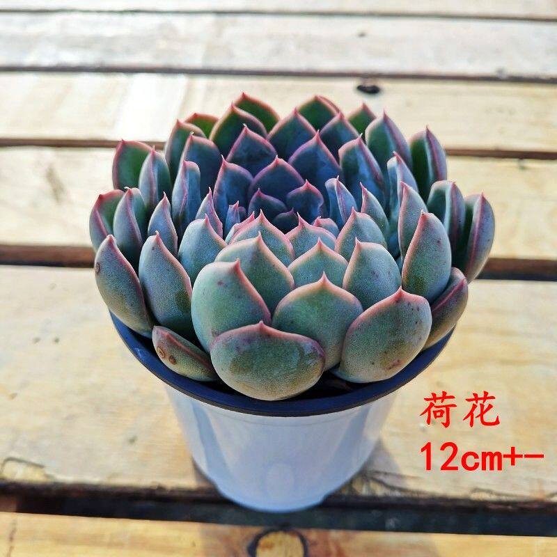 单头荷花多肉植物老桩四季好养易活室内阳台云南花卉绿植盆栽盆景