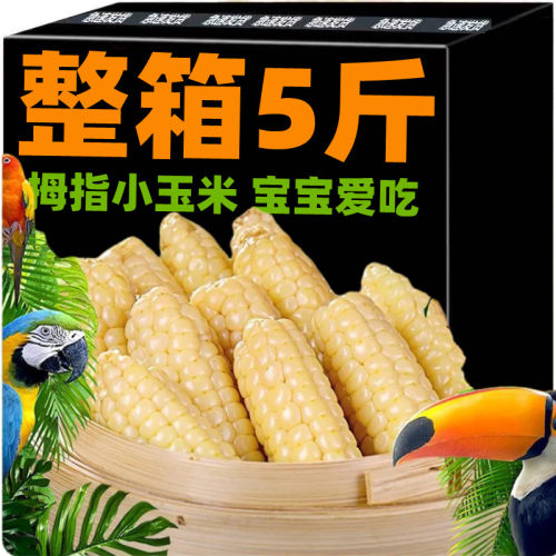 正宗云南西双版纳香糯拇指玉米