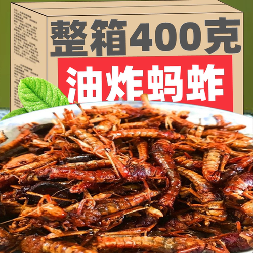 新鲜蚂蚱油炸即食酥脆蝗虫食用