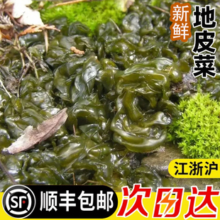 新鲜地皮菜野生免洗江西雷公菌野菜湿地衣野菜地木耳净菜保鲜发货