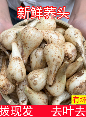 荞头新鲜藠头茭头现发现挖农家自种精选大个教头蒜白糖醋江西蔬菜