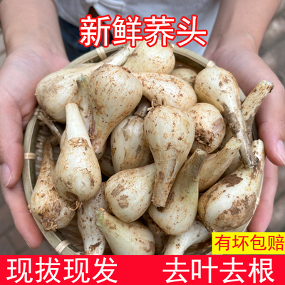 Грецкая свежая 茭 现 现