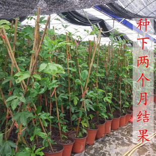 百香果苗盆 基质带盆紫香一号果苗台农黄金果苗盆栽BHtQDlMvhg