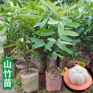 正宗山竹苗树苗南方种植亚热带热带水果树苗盆栽地栽带泥带叶子