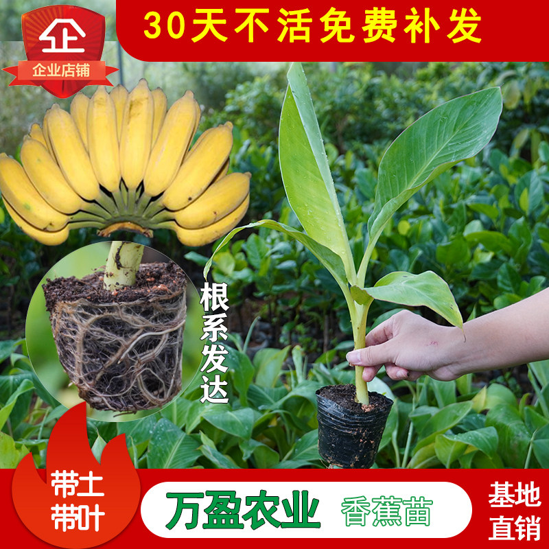 广西矮化香蕉苗南方高产皇帝蕉粉蕉苗庭院盆栽地栽带土当年结果