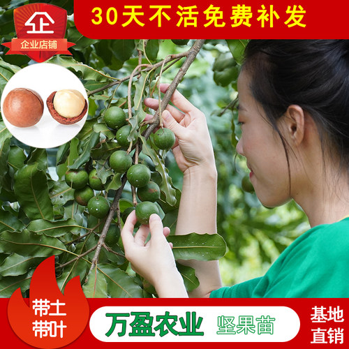 澳洲坚果嫁接树苗坚果南方种植