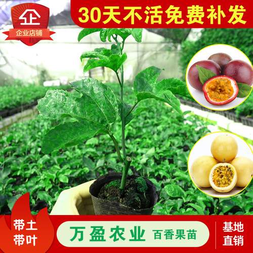 广西百香果苗特大南方鸡蛋果爬藤