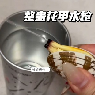 仿真喷水蛤蜊水枪玩具儿童贝壳类花甲迷你夏季 喷水枪整蛊同学神器