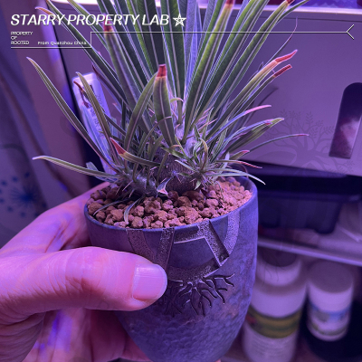90NEIGHBORHOOD潮流SRL花盆多肉植物块根陶瓷龙舌兰仙人球植木钵
