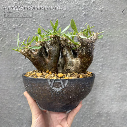 76潮流块根植物花盆仙人球兜象足漆树惠比须笑大黑象牙宫植木钵