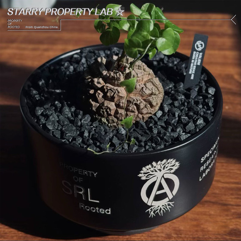 80日式潮流块根手工花盆仙人球惠比须笑大黑植木钵龙舌兰陶瓷花盆