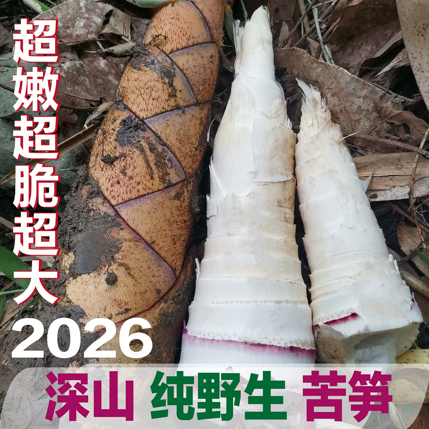 2026广西崇左新鲜苦笋竹笋现挖苦笋深山野生大笋春笋3斤5斤