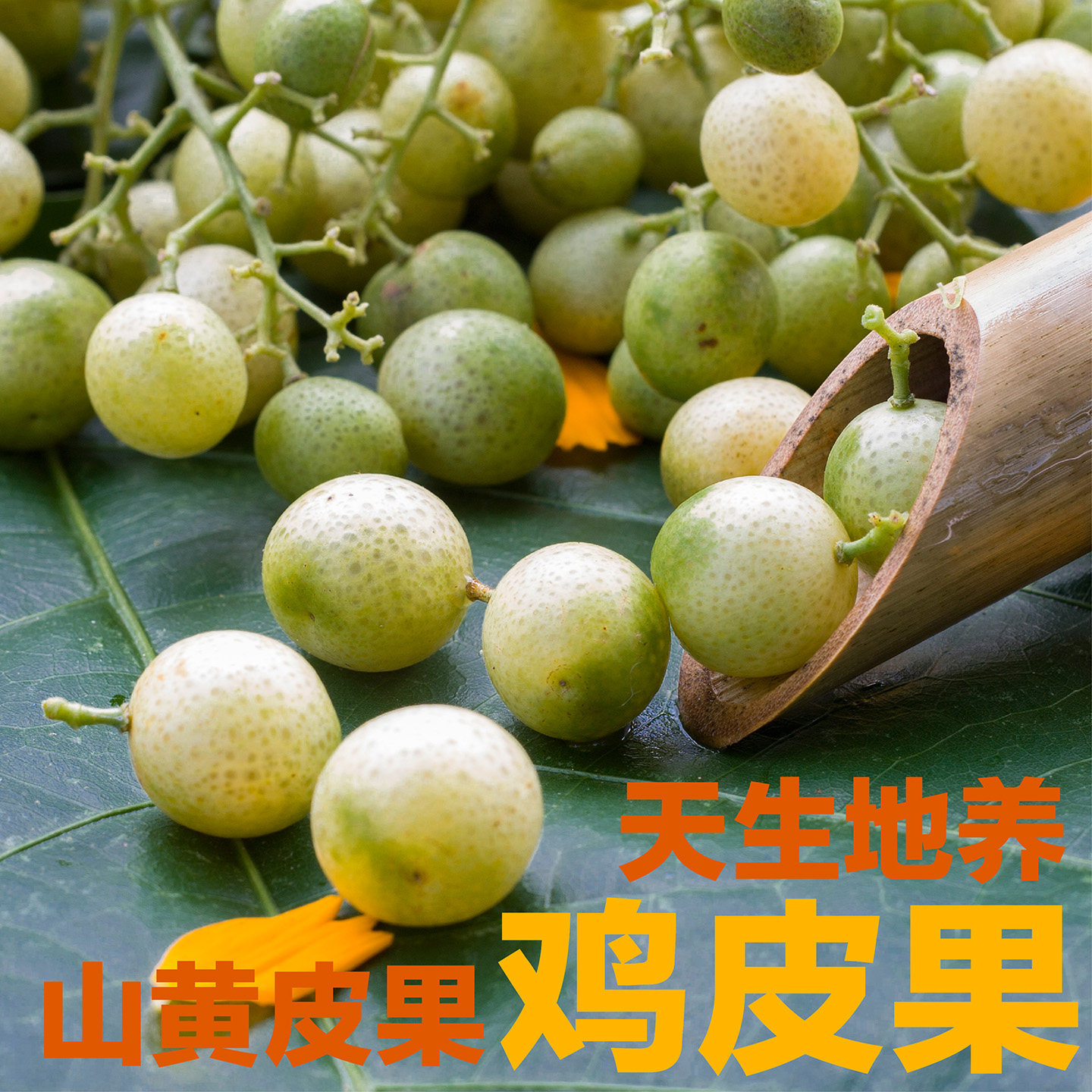 2026广西新鲜山黄皮果鸡皮果腌制晒干泡茶泡酒凉拌炒菜辣椒酱用