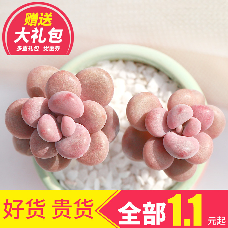 花卉單方療疾薈萃