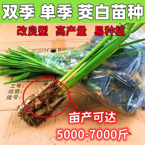 双季茭白苗种单季高笋种苗高瓜苗