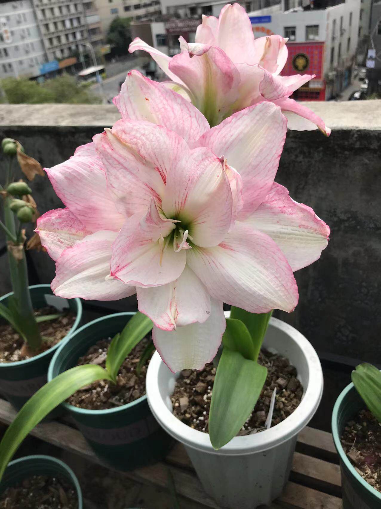 安妮塔朱顶红开花球根花卉