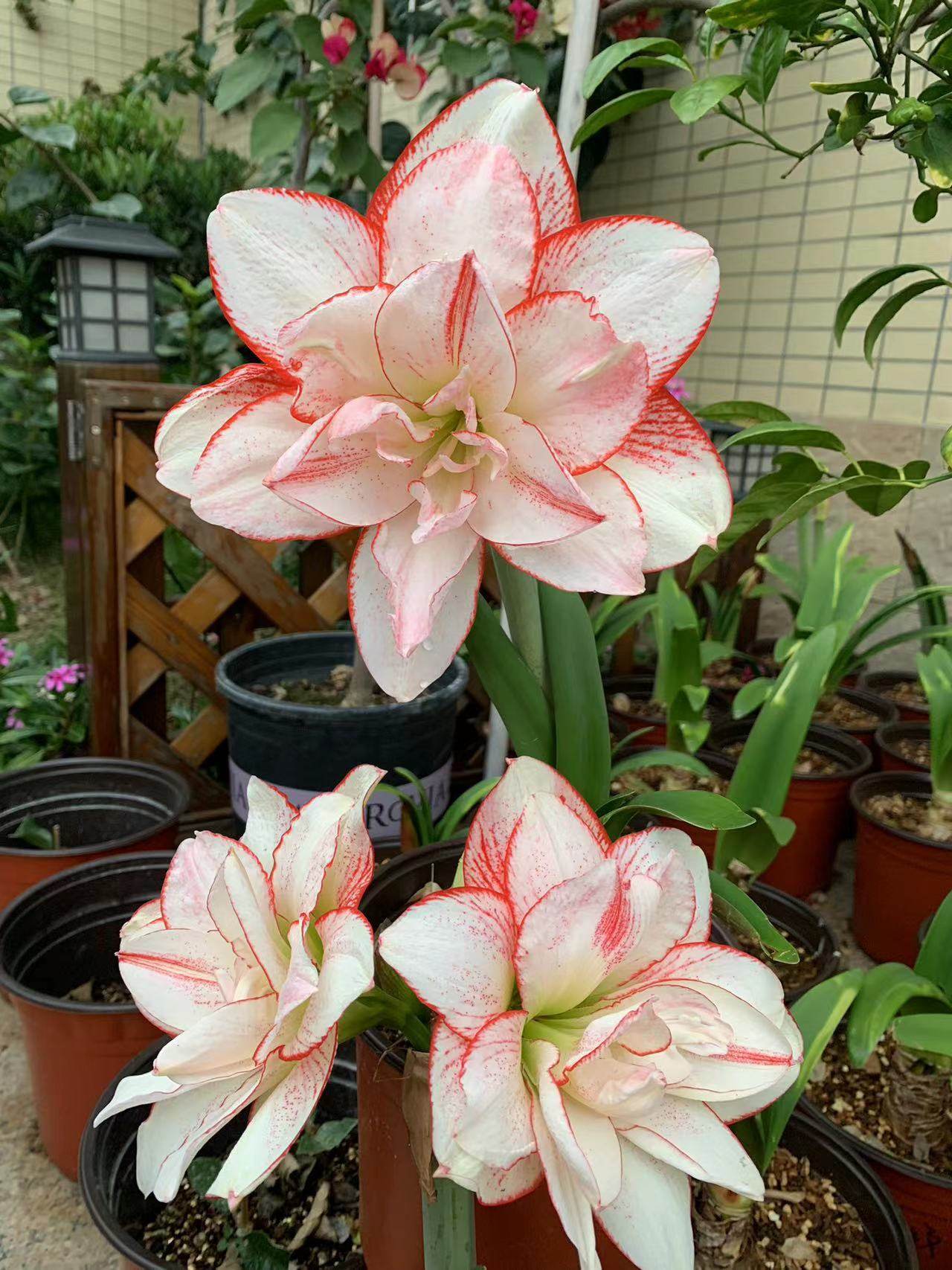 条纹黛丝朱顶红球根植物盆栽空气净化趣味