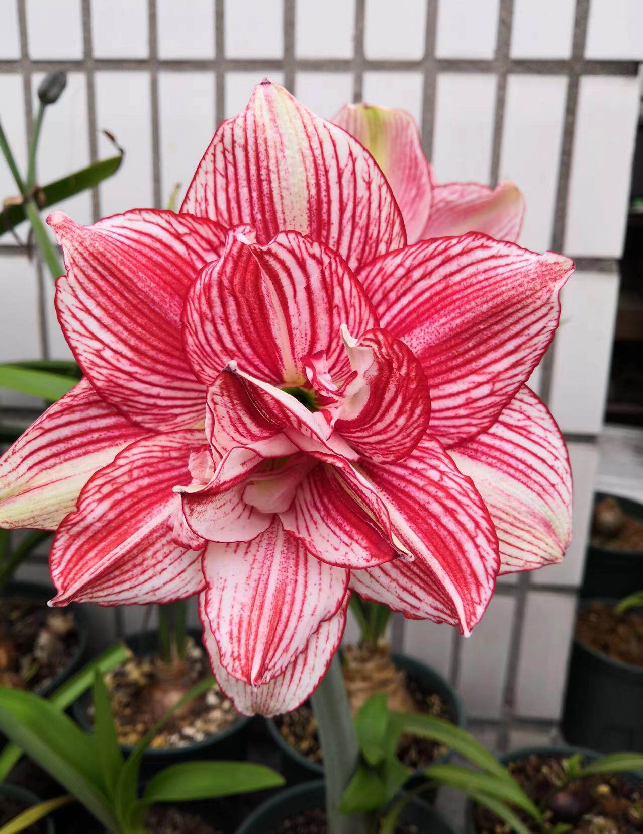 十二单衣朱顶红球根花卉盆栽空气净化趣味