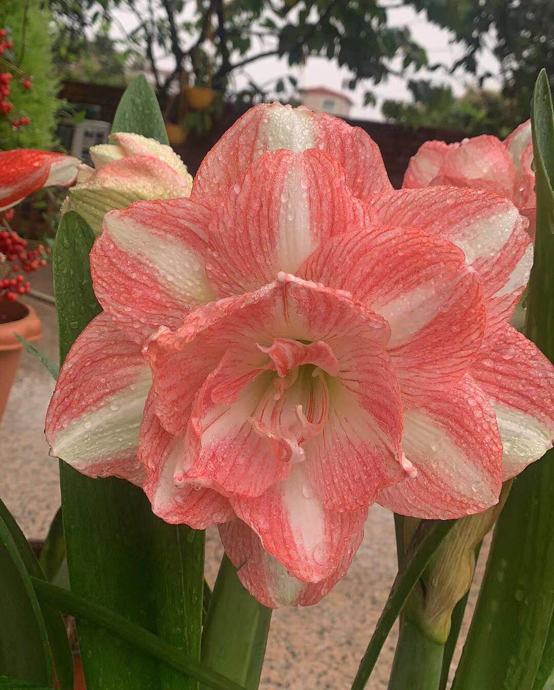 爱的承诺心花怒放美丽情感朱顶红绿光森林园艺