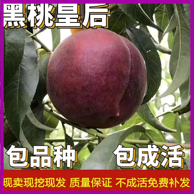 黑桃皇后桃树苗南北方庭院地栽果树盆栽嫁接早熟晚熟矮化当年结果