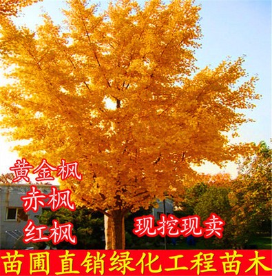 庭院别墅四季黄金枫苗南北方种植图片