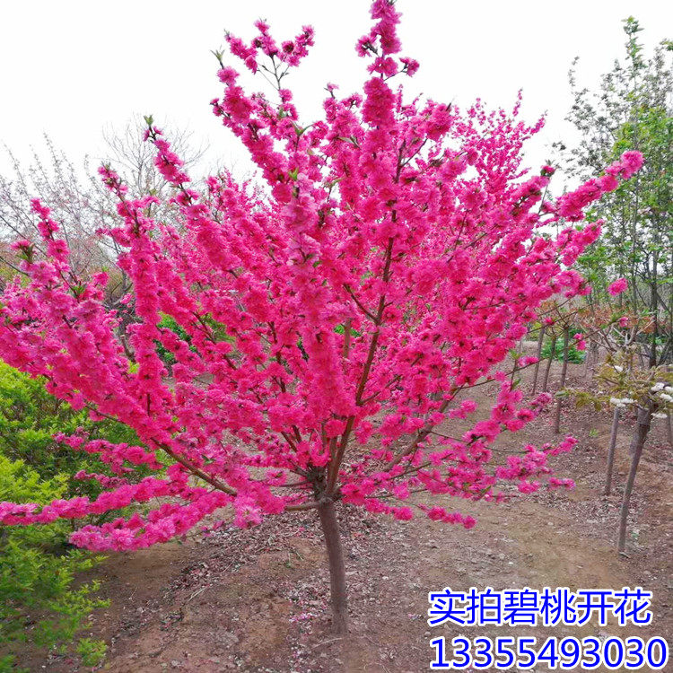 庭院观赏桃花别墅风景树红叶碧桃