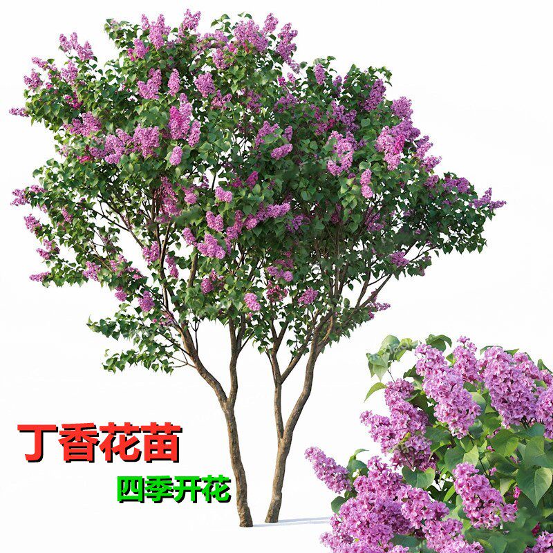 庭院观赏浓香花树苗丁香花苗四季