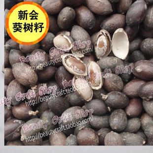 新会葵树籽/葵树子/葵扇木籽/蒲葵籽/蒲葵子 葵扇子/葵扇树果500g