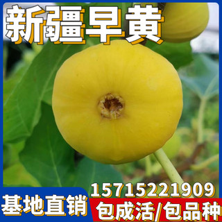 新疆早黄无花果苗南方北方地栽种植特大阳台盆栽矮化果树当年结果