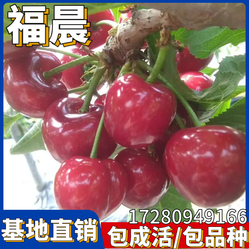 福晨樱桃苗树南北方种植庭院地栽嫁接特大车厘子阳台盆栽当年结果