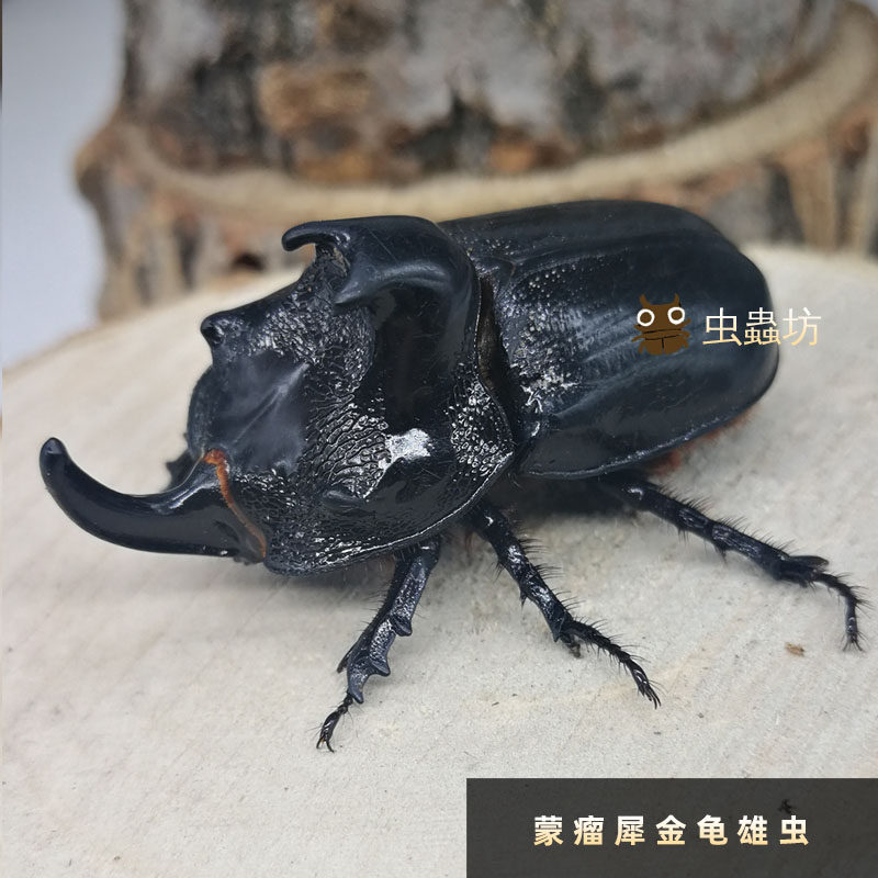 蒙瘤犀金龟大兜虫独角仙宠物昆虫