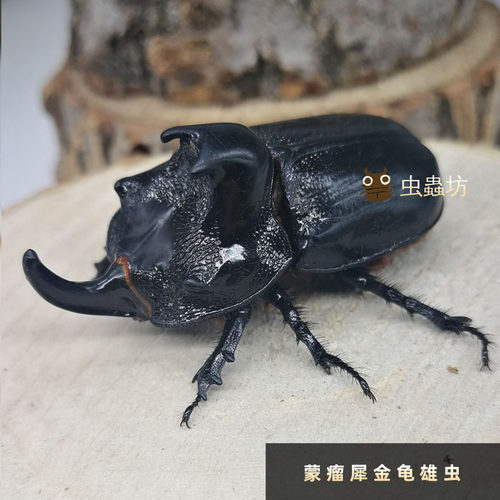 蒙瘤犀金龟大兜虫独角仙宠物昆虫