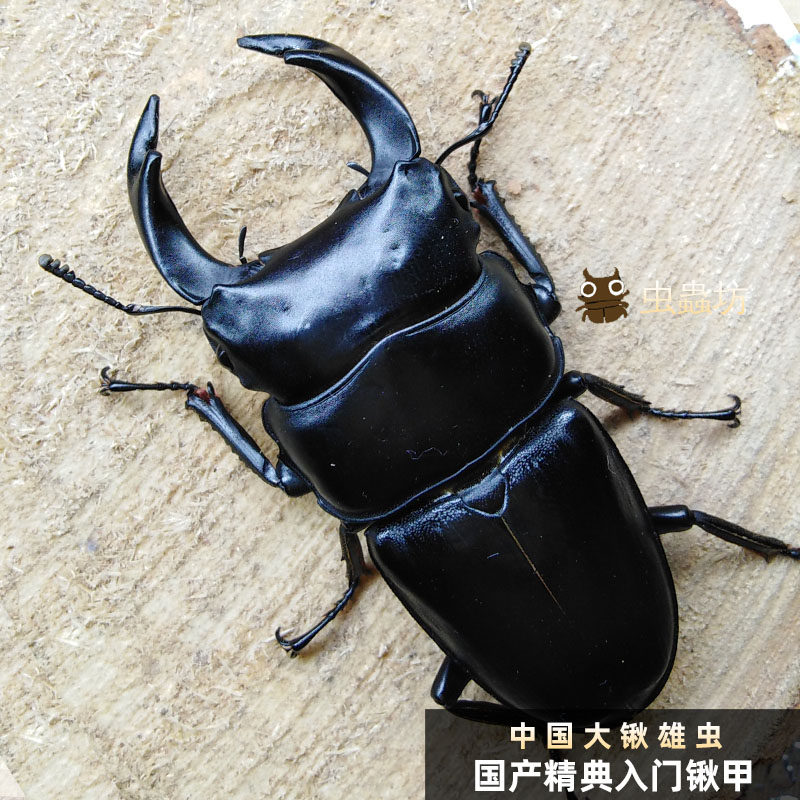 2026中国大锹成虫中大锹形虫中华大锹甲幼虫扁锹宠物昆虫甲虫活体,宠物/宠物食品及用品,特色爬宠/鸣虫,淘宝优惠券,粉丝福利购,淘宝优惠卷