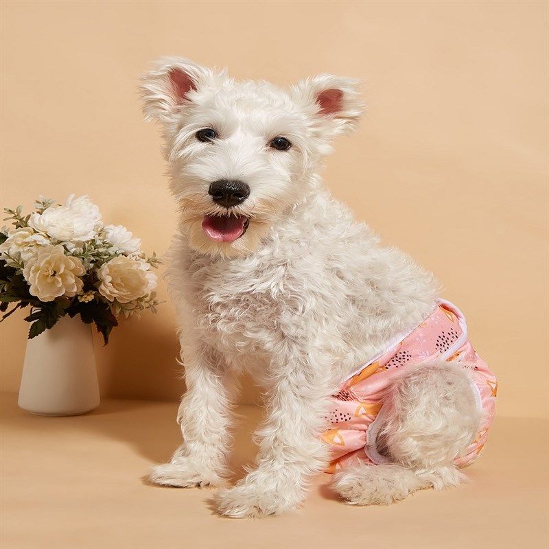 狗狗母狗生理裤 狗生理裤尿裤月经尿裤宠物生理裤工厂,宠物/宠物食品及用品,生理裤,淘宝优惠券,粉丝福利购,淘宝优惠卷