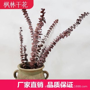 云南永生尤加利叶 永生桉树叶 铜钱桉永生花 小叶尤加利支