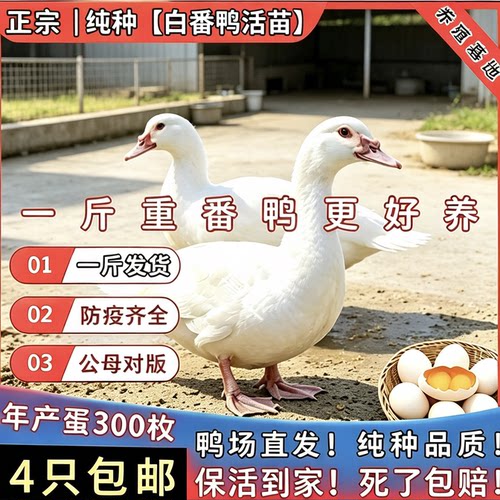 一斤正宗白番鸭苗旱鸭纯种鸳鸯红脸非洲雁活苗鸭子西洋大种番鸭苗