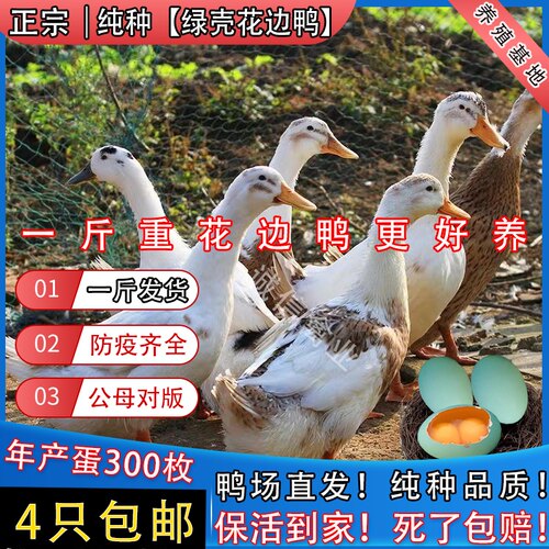 一斤正宗麻鸭农家散养绿头鸭宠物鸭青头鸭绿壳蛋鸭蛋鸭土麻鸭包邮