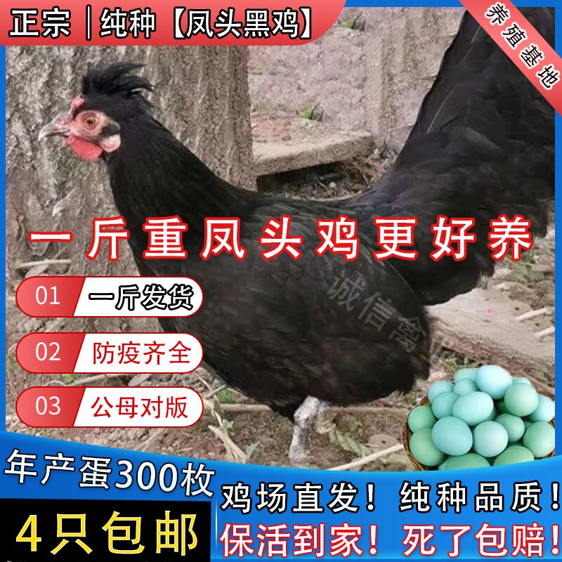 一斤纯种黑凤鸡活苗正宗黑凤头鸡五黑鸡乌骨鸡黑土鸡土鸡活苗包活