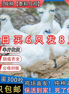 半斤纯种泰和乌鸡正宗白凤乌鸡乌骨鸡活体鸡活苗脱温苗五黑鸡包活