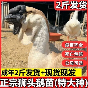 2斤狮头鹅活苗汕头正宗狮头鹅苗特大种潮汕纯种狮子头鹅灰狮头鹅